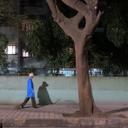 Walking my Bangalore Broom through Malleswharam